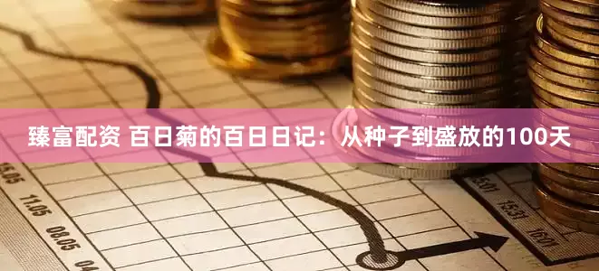 臻富配资 百日菊的百日日记：从种子到盛放的100天