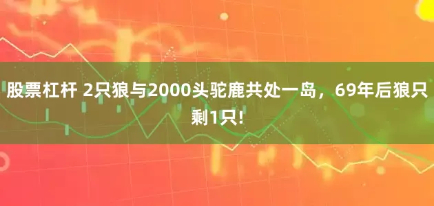 股票杠杆 2只狼与2000头驼鹿共处一岛，69年后狼只剩1只!